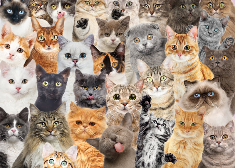 All The Cats Jigsaw Puzzle
