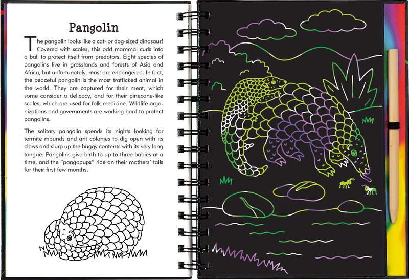 Nocturnal Animals Scratch and Sketch
