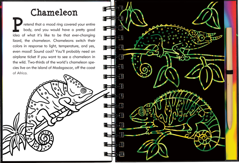 Scratch &amp; Sketch Rain Forest