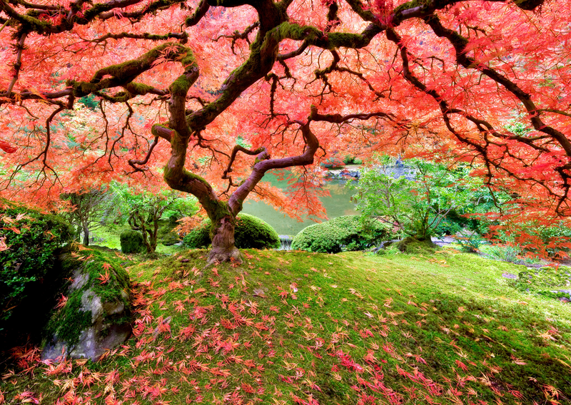 Japanese Maple Tree Jigsaw Puzzle