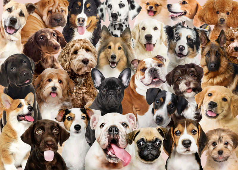  Group Photo of Dogs Jigsaw Puzzles 1000 Pieces Puzzles