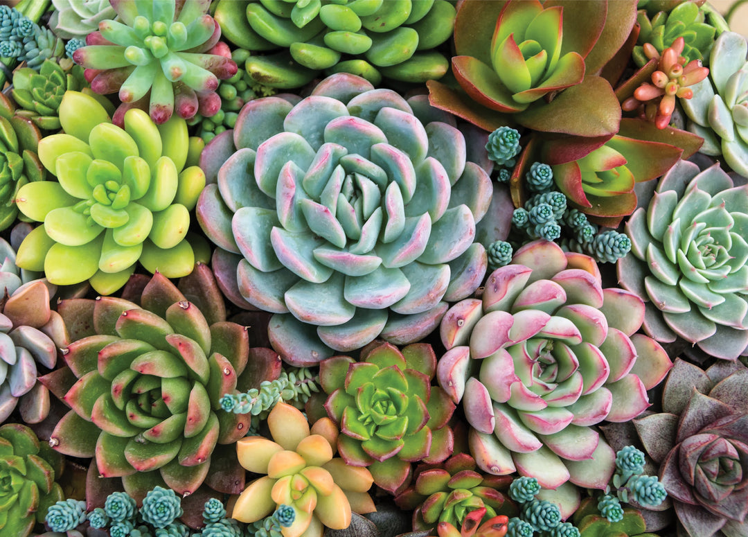 Succulent Garden 1000 Piece Jigsaw Puzzle – Peter Pauper Press